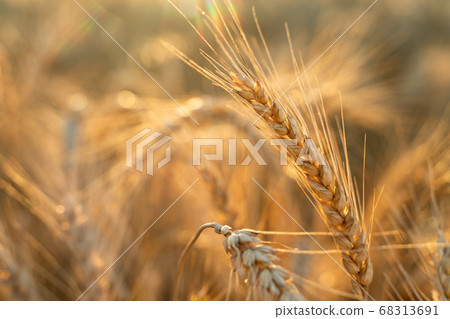Agricultural field. Ripe ears of wheat on the background of the sunset. The concept of a rich harvest. 68313691
