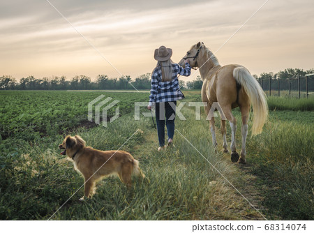 young blonde girl in a hat and a plaid shirt walks with a horse and dog in the evening on a farm 68314074