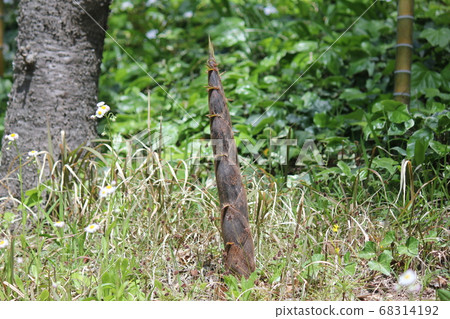 Bamboo shoots in a residential area 68314192