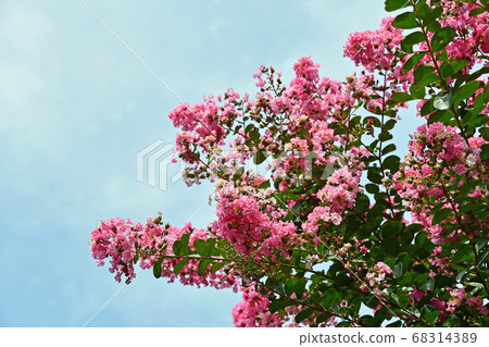 縐紗花 縐紗花 68314389