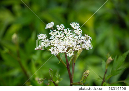 土岐（Toki）花（用於草藥的原始原料，日本本土，使用生根），日本，6月 68314506