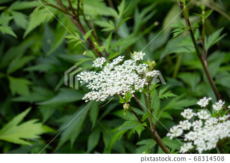 土岐（Toki）花（用於草藥的原始原料，日本本土，使用生根），日本，6月 68314508