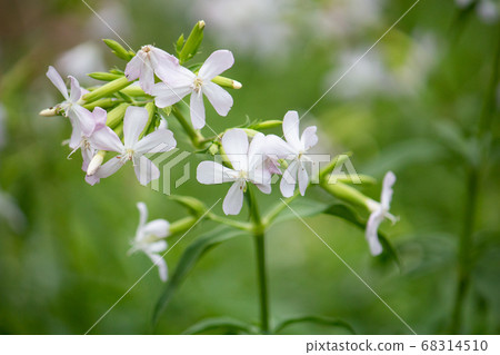 無皂，科學名稱：Saponaria officinalis L.，又稱無皂，肥皂 68314510