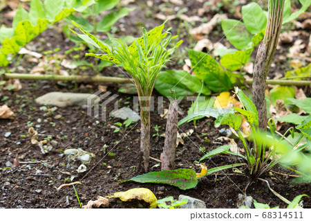 A bud of Konjac (scientific name: Amorphophallus konjac) 68314511