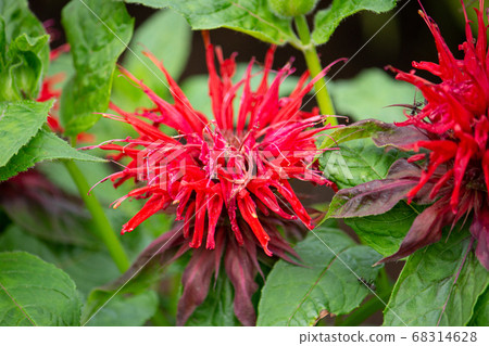 Timer Tsubana (English: oswego tea, scientific name: Monarda didyma): Similar to Bergamot Timer Tsubana (English: oswego tea, scientific name: Monarda didyma): Similar to Bergamot 68314628
