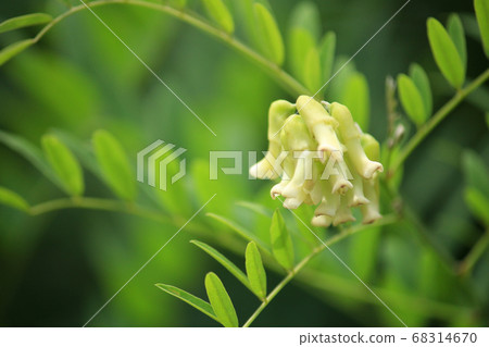 克拉拉(眩暈,槐屬,學名:Sophora flavescens)綻放:原料藥(根是漢普原) 克拉拉(眩暈,槐屬,學名:Sophora flavescens)綻放:原料藥(根是漢普原) 68314670