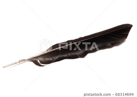 Black bird feather, isolated on white background 68314694