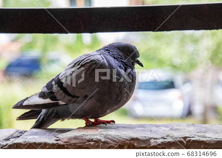 Gray dove sitting on the balcony close up Gray dove sitting on the balcony close up 68314696