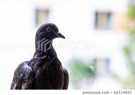 Gray dove, close up portrait on the background of Gray dove, close up portrait on the background of 68314697