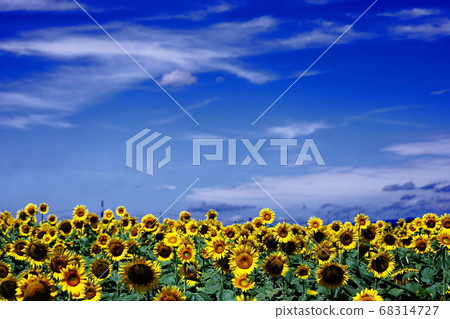 向日葵 68314727