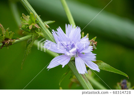 菊苣花（奇異） 68314728