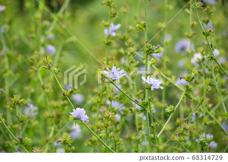 菊苣花（奇異） 68314729