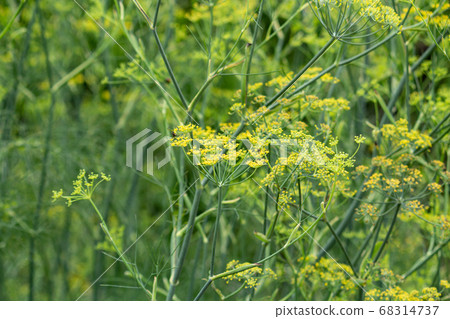 Fennel (scientific name: Foeniculum vulgare, English name: fennel): Herb in the West 68314737