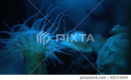 Sea anemones in the sea 68314804