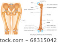 The Femur Fracture Patterns 68315042