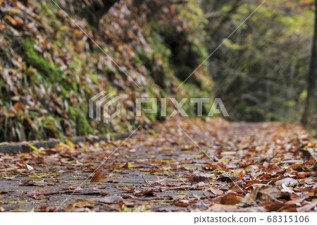 Path of fallen leaves found in the park 68315106