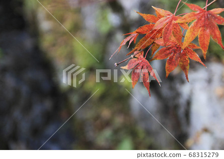 Admire the colorful leaves along the river 68315279