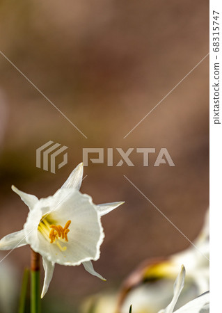 水仙Cantabrics 68315747