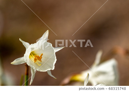 水仙Cantabrics 68315748