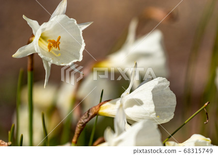 水仙Cantabrics 68315749