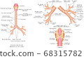 Trachea and bronchi 68315782