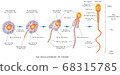 Sperm Development 68315785
