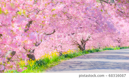 Kawazu Sakura in Shimogamo, Minamiizu-cho (soft focus) 68316087
