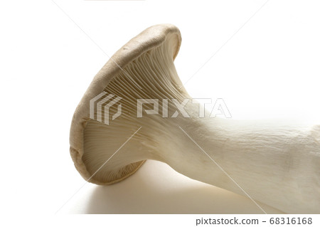 king oyster mushroom 68316168