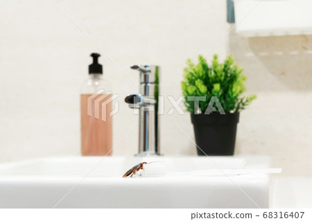 Cockroach in the bathroom on the sink. The problem 68316407