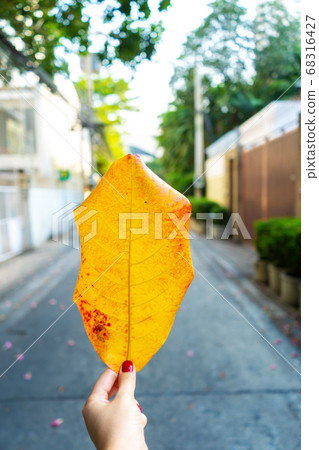 The girl holds in her hand a large yellow sheet on The girl holds in her hand a large yellow sheet on 68316427