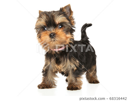 Yorkshire Terrier puppy on white background 68316442