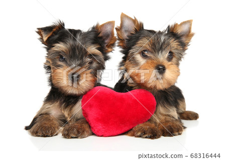 Yorkshire Terrier puppies with a red plush toy Yorkshire Terrier puppies with a red plush toy 68316444