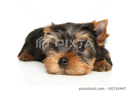 Yorkshire Terrier puppy poses, while lying 68316447