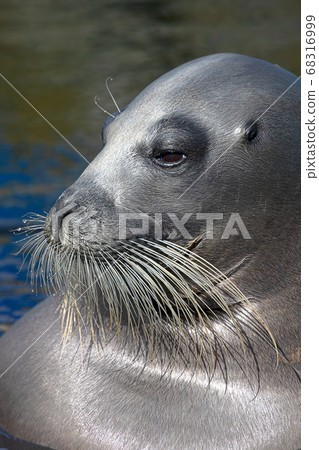 Bearded Seal Otaru Aquarium Hokkaido Otaru City Seal Bearded Seal Otaru Aquarium Hokkaido Otaru City Seal 68316999