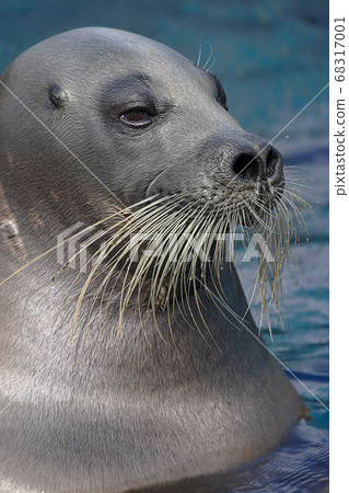 小鬍子海豹小樽水族館北海道小樽市海豹 68317001