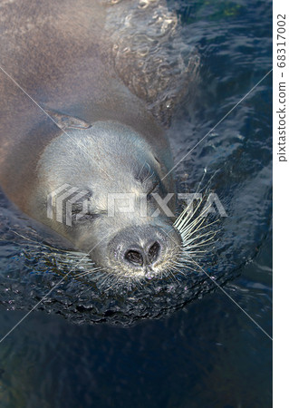 小鬍子海豹小樽水族館北海道小樽市海豹 小鬍子海豹小樽水族館北海道小樽市海豹 68317002
