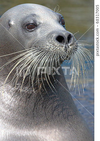 小鬍子海豹小樽水族館北海道小樽市海豹 小鬍子海豹小樽水族館北海道小樽市海豹 68317005