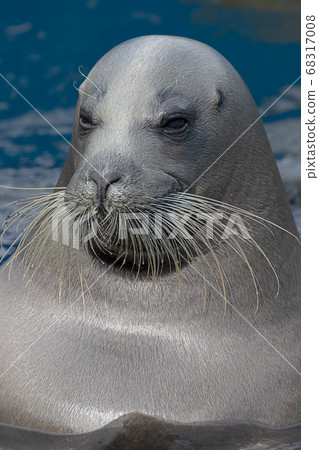 Bearded Seal Otaru Aquarium Hokkaido Otaru City Seal Bearded Seal Otaru Aquarium Hokkaido Otaru City Seal 68317008