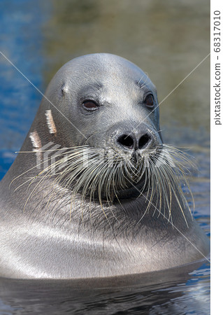 Bearded Seal Otaru Aquarium Hokkaido Otaru City Seal Bearded Seal Otaru Aquarium Hokkaido Otaru City Seal 68317010