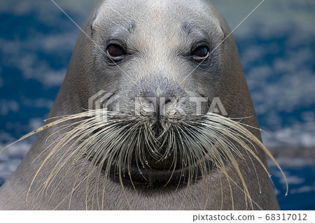 Bearded Seal Otaru Aquarium Hokkaido Otaru City Seal Bearded Seal Otaru Aquarium Hokkaido Otaru City Seal 68317012