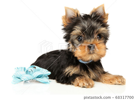 Yorkshire Terrier puppy with a blue bow Yorkshire Terrier puppy with a blue bow 68317700