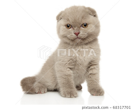 Close-up of a Scottish lop-eared kitten 68317701