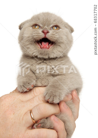Man holds Scottish fold kitten in hands 68317702
