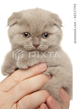Man holds Scottish fold kitten in hands 68317705