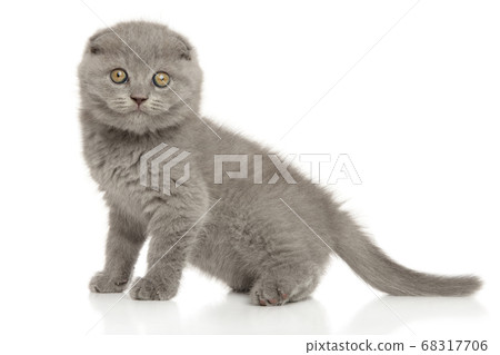 Cute Scottish fold kitten looking at the camera 68317706