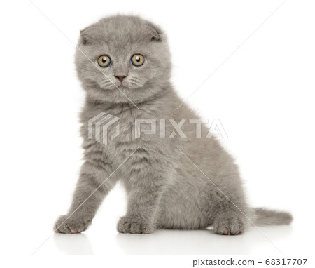 Portrait of a young scottish fold kitten 68317707