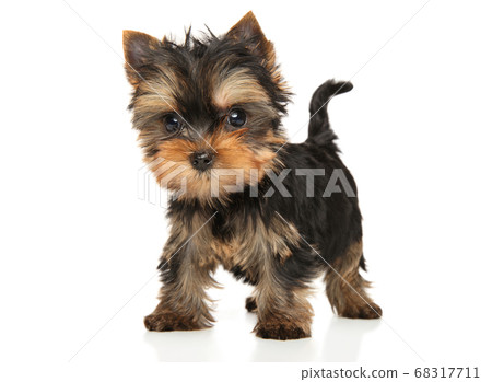 Yorkshire Terrier puppy Yorkshire Terrier puppy 68317711