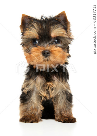Yorkshire Terrier puppy looking Yorkshire Terrier puppy looking 68317712