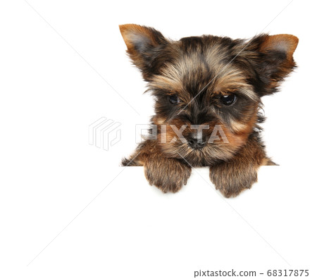 Yorkshire Terrier puppy above banner, 68317875