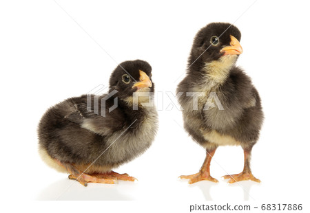 Two black chicks on a white background Two black chicks on a white background 68317886